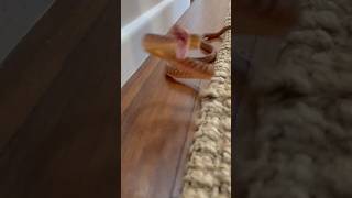 Venomous Snake Found Lurking Under Babys Bassinet