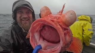 Rare Striped Rockfish Found Offshore Fishing 700' DEEP for Halibut