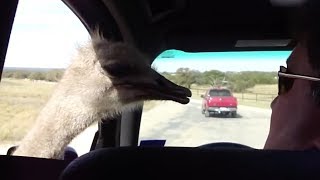 Laughter make the ostrich hungry screenshot 2