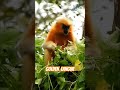 Team WTI captured a majestic Golden langur munching on some greens at Manas National Park, Assam.