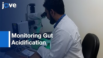 Monitoring Gut Acidification In Adult Drosophila Intestine l Protocol Preview