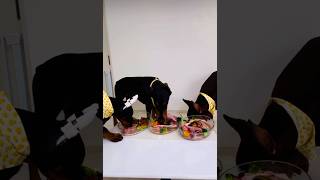 Dobermans Devour Duck HEADS &amp; Deer Meat! (NOT for the Weak!)” #dogshorts