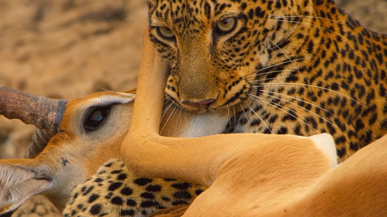 ⁣Leopard vs Impala vs Hyena | Eden: Untamed Planet | BBC Earth