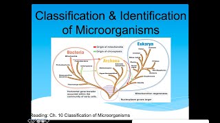 Classification and Identification of Microbes Lecture (Phenotype \&  Genotype)