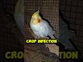 🦜Adult Cockatiel Bird Crop Infection #birds #parrot #cockatiel #birdslover #pets #shortvideo #shorts
