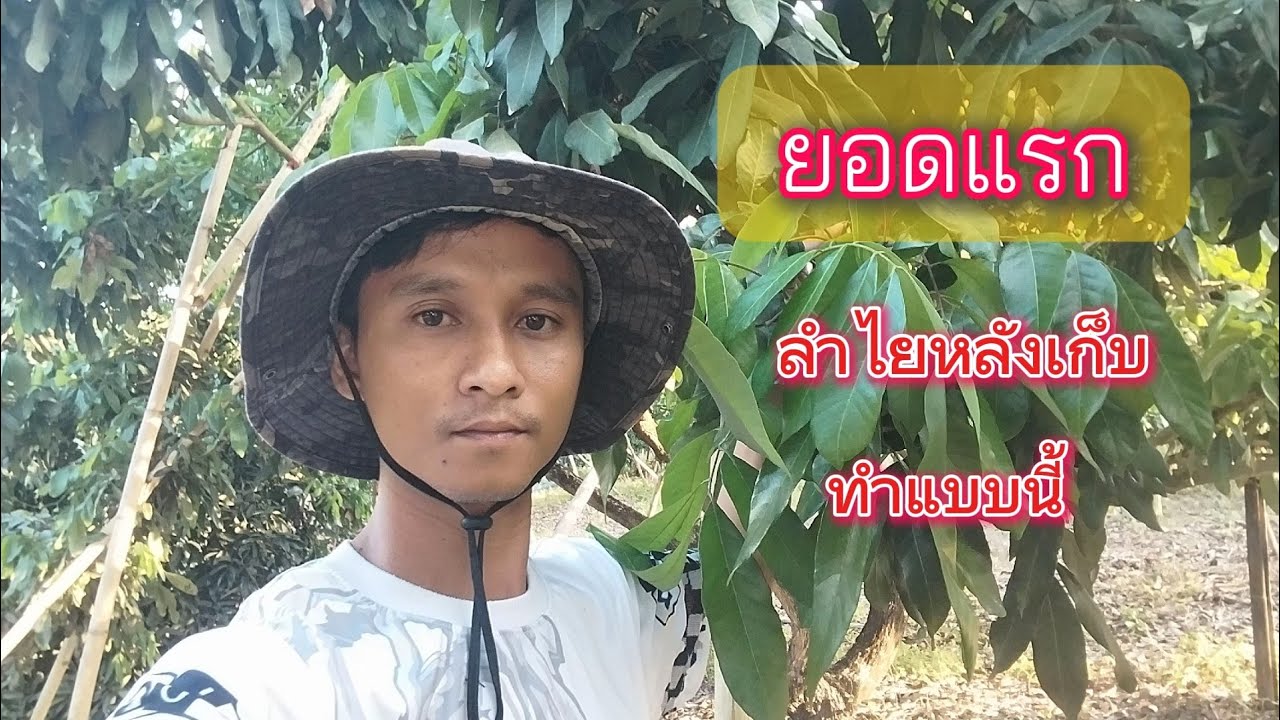 ขั้นตอนดึงยอดแรก ลำไยหลังเก็บเกี่ยว (ติดตามผล) สนใจสูตร 0898809733