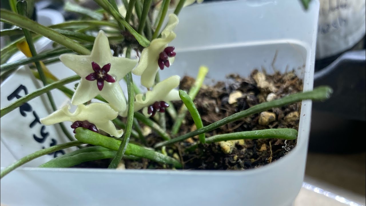 Обзор хой. 19.12.2025 🌿🌿🌿