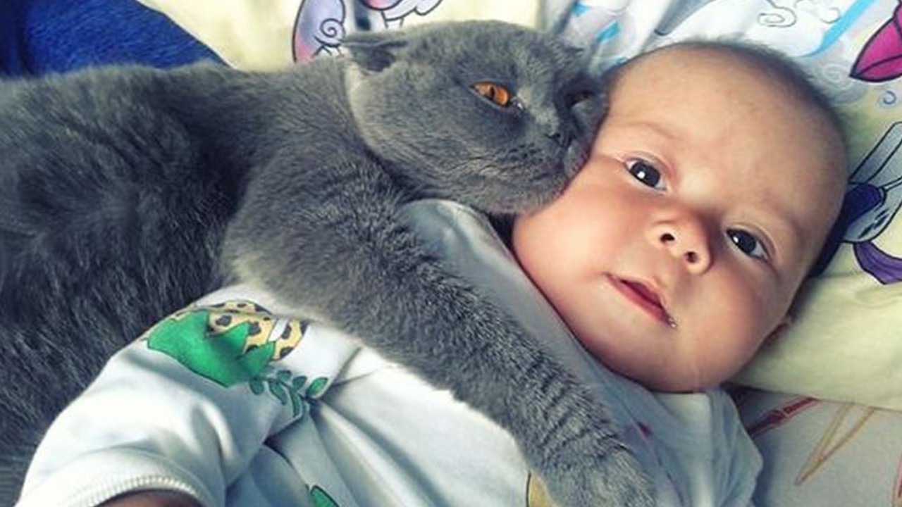 Когда ваши кошки думают, что они телохранители 🐾