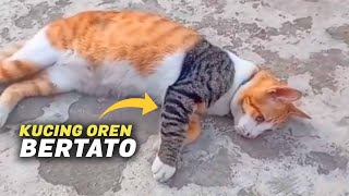 VIRAAL.!! Kucing Oren Punya Tato, Semakin Tampil Bar-bar &amp; Garang ~ Video Kucing Lucu Titok