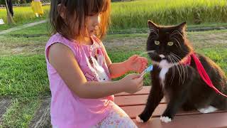 早足で散歩をする猫　ラガマフィンA cat that takes a walk on a fast foot. Ragamuffin.