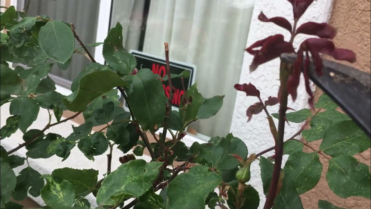 What happens if you don’t deadhead roses? YouTube