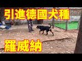 金洋引进德国罗威纳，最具勇气和力量的犬种，看看怎麽樣