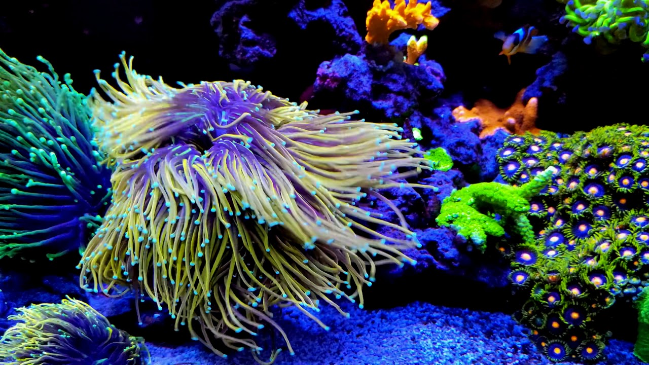 Reef Tank Success with Issues