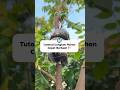 Easy Air Layering Starfruit Tree | Cara Mudah Cangkok Pohon Belimbing Biar Cepat Berakar 🌿