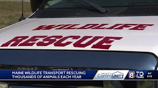 Community Champion: Maine Wildlife Transport rescued 1,000+ animals in 2024