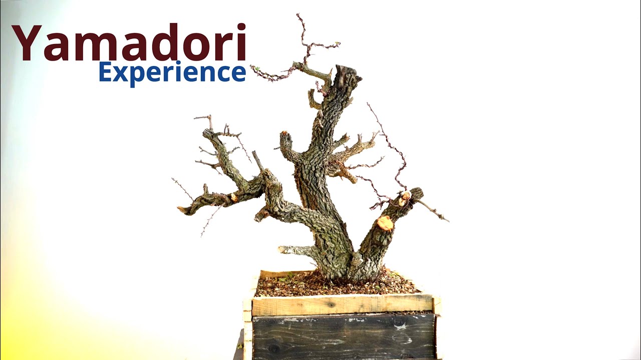 Biancospino da yamadori primo step verso il cammino bonsai