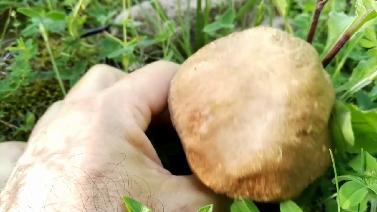 Funghi Porcini 31 Maggio 2018 bellissimi. YouTube