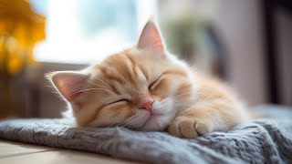 เพลงผ่อนคลายสำหรับแมววิตกกังวล: เสียงผ่อนคลายเพื่อการผ่อนคลายอย่างล้ำลึกและการนอนหลับ