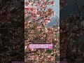 Early cherry blossoms surprise visitors near TokyoーNHK WORLD-JAPAN NEWS #shorts