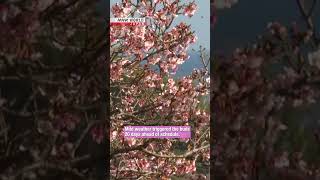 Early Cherry Blossoms Surprise Visitors Near Tokyonhk Worldjapan News shorts