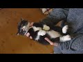 ［子猫時代］ちっこいもんた