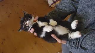 ［子猫時代］ちっこいもんた