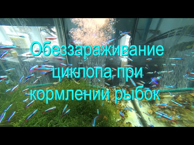 Кормление рыбок замороженным циклопом - YouTube