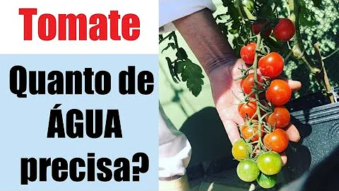 Como plantar tomates em um vaso?