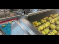 Raytec raynbow optical sorting machine for accurate contaminant and spoilage detection in apples