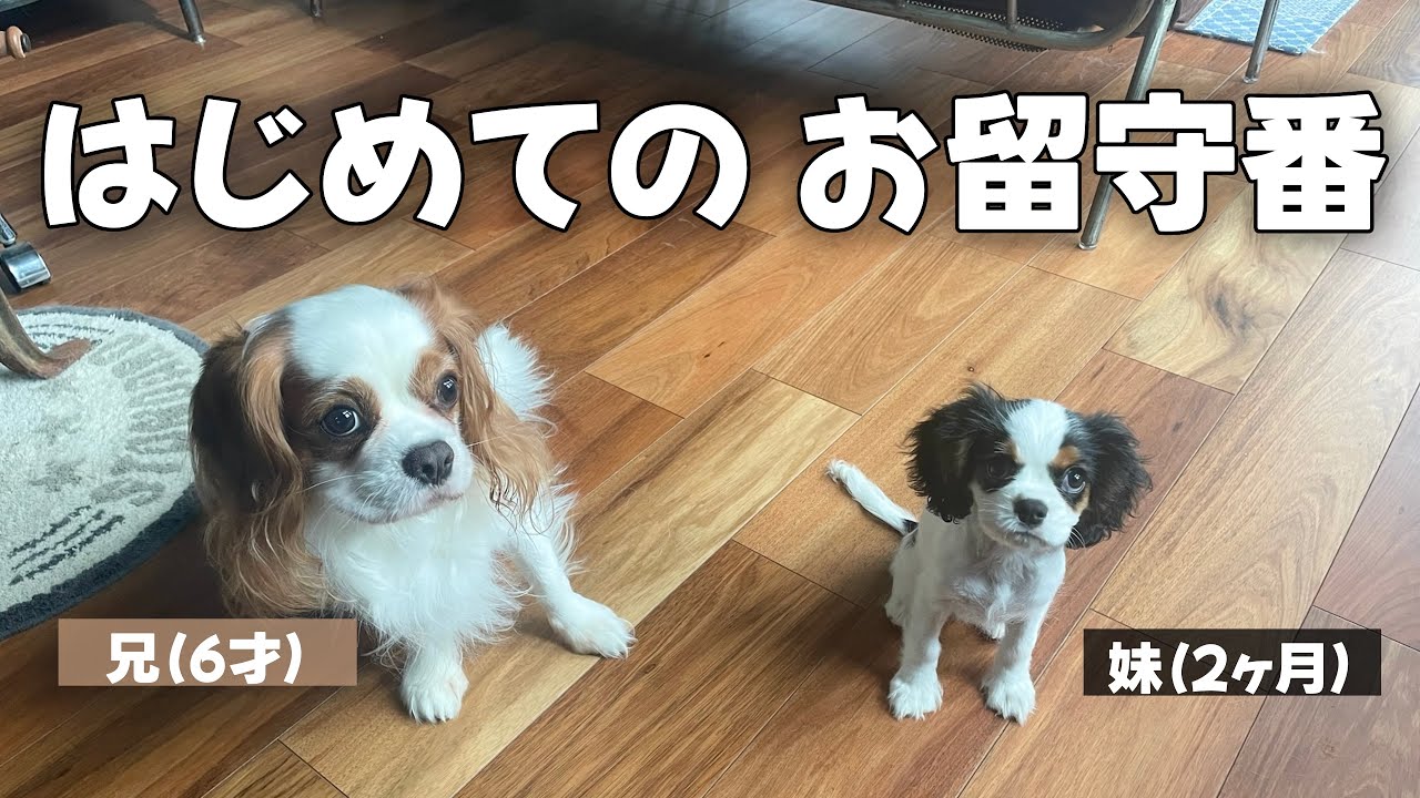 チャルリズ様9月お取り置き チャルリズ様お取置き2⁄28＊ チャルリズ