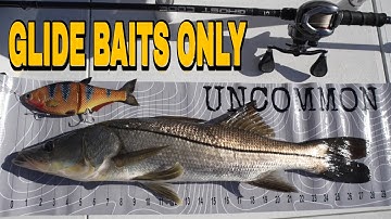 Random glide bait challenge for snook and tarpon