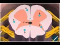 Human Biology II - Lab 5 Spinal Cord Reflexes Muhs edits
