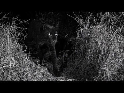 Rare Black Panther Spotted In Wild