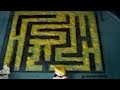 Can Slime Mould Solve Mazes? | Earth Science