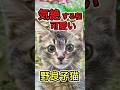 鳴きながら庭にいる野良子猫 #shorts