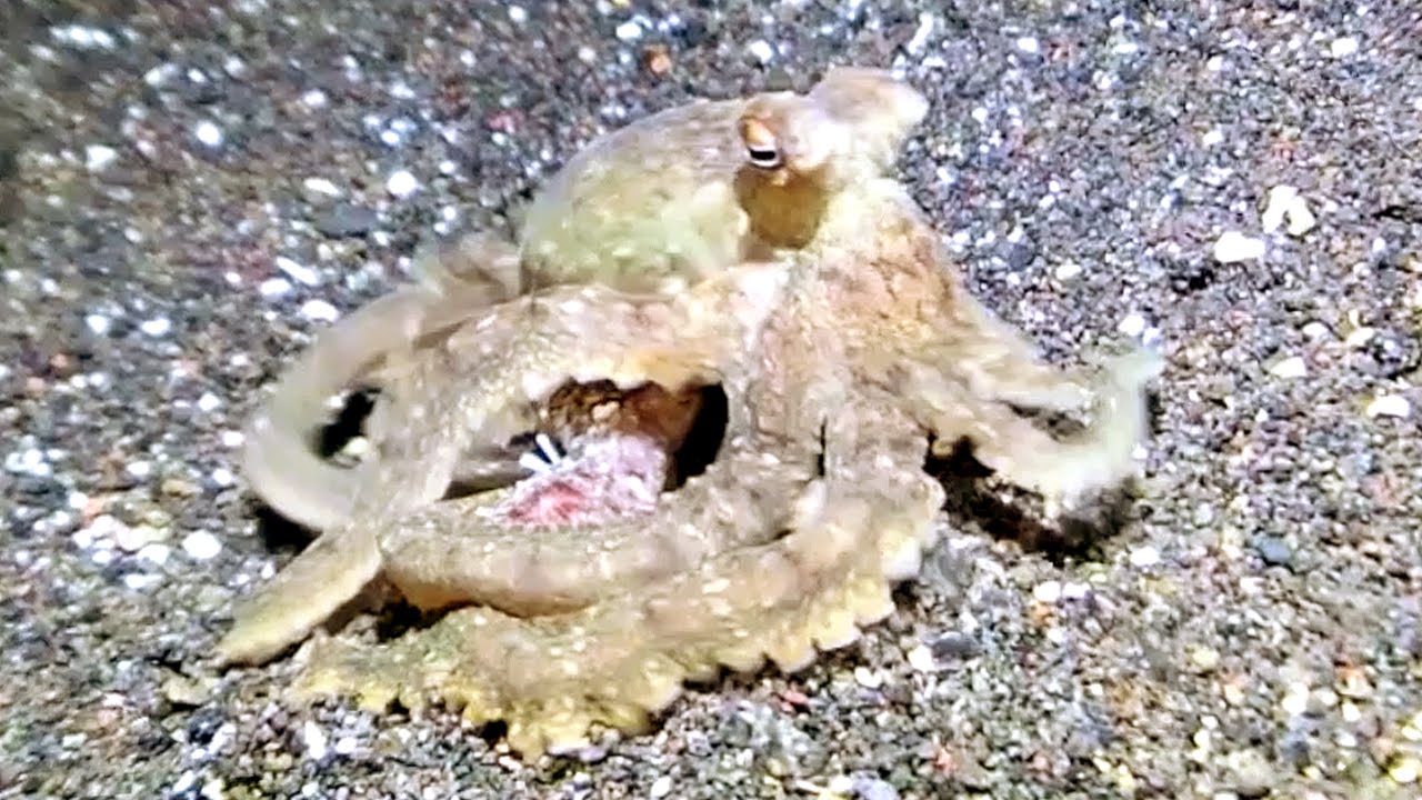 Octopus Reproductive Behavior Octopuses Mating At Night Youtube