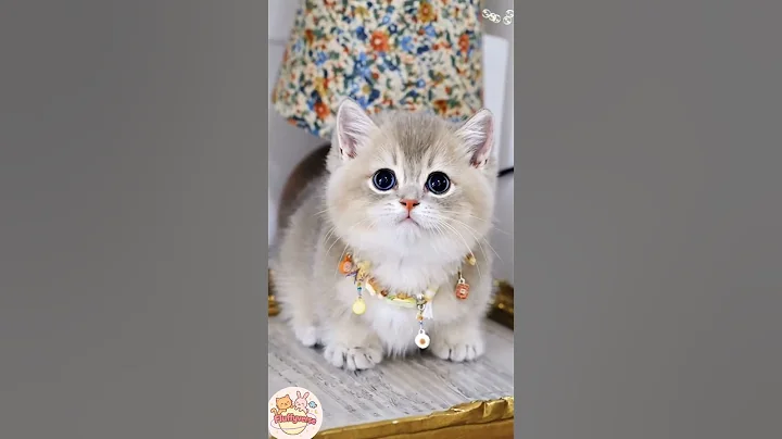 Video 11140871: royal persian cat, persian kitten doll face, cutest persian kitten, persian kitten baby, fluffy persian cat