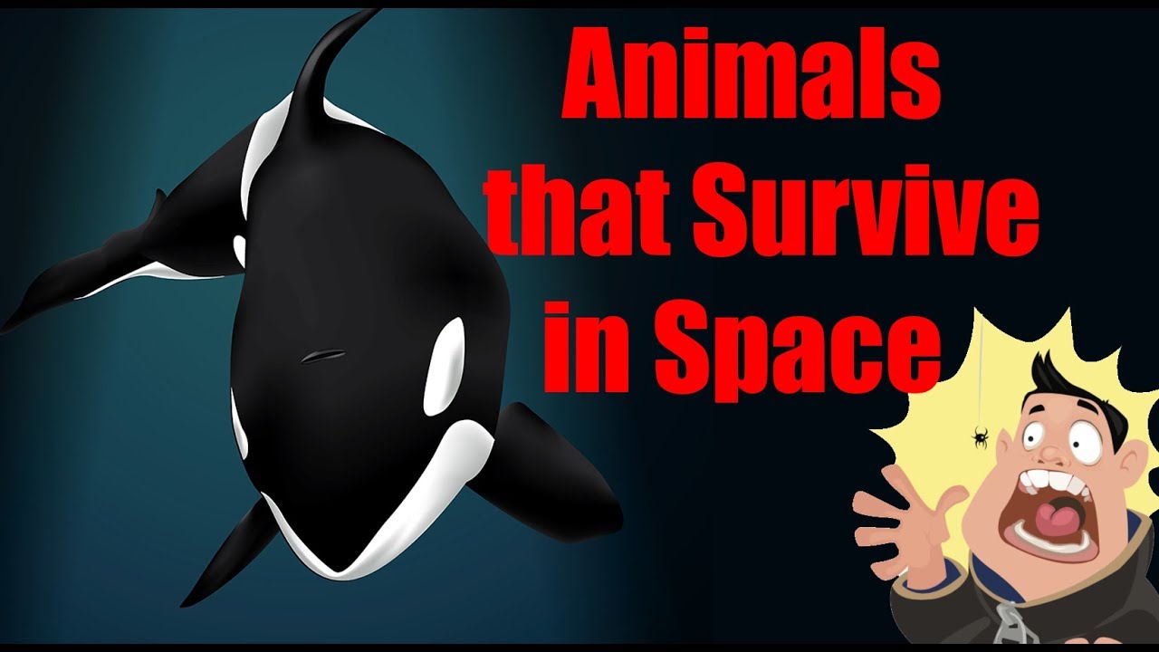 Animals that can survive in space and an apocalypse - YouTube
