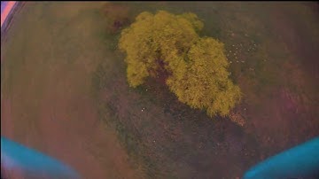 Tyro 79 Betaflight 4.0  &  Caddx Turtle V2 new Firmware 2019