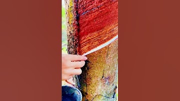 cool technique for tapping rubber from trees #shorts