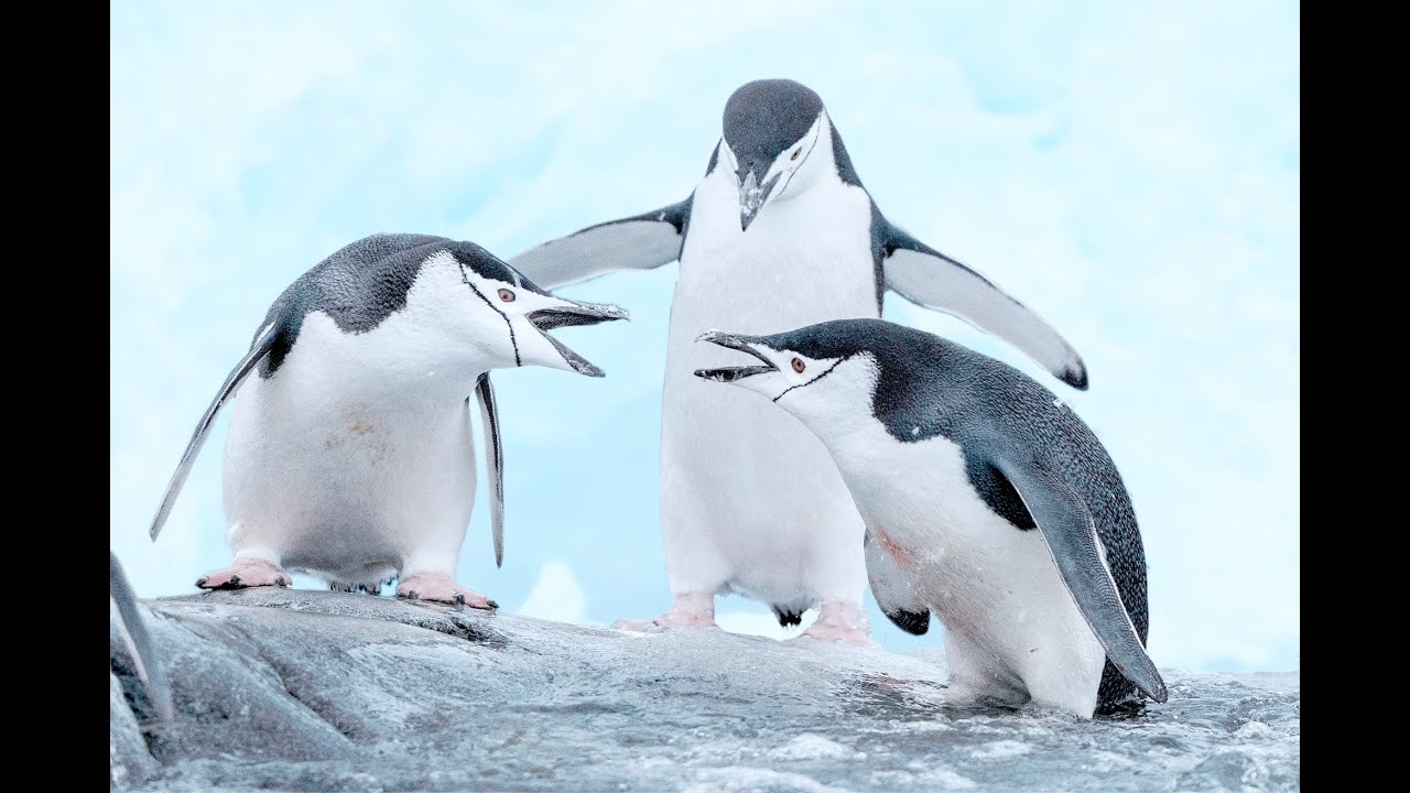 Antarctica March 2025