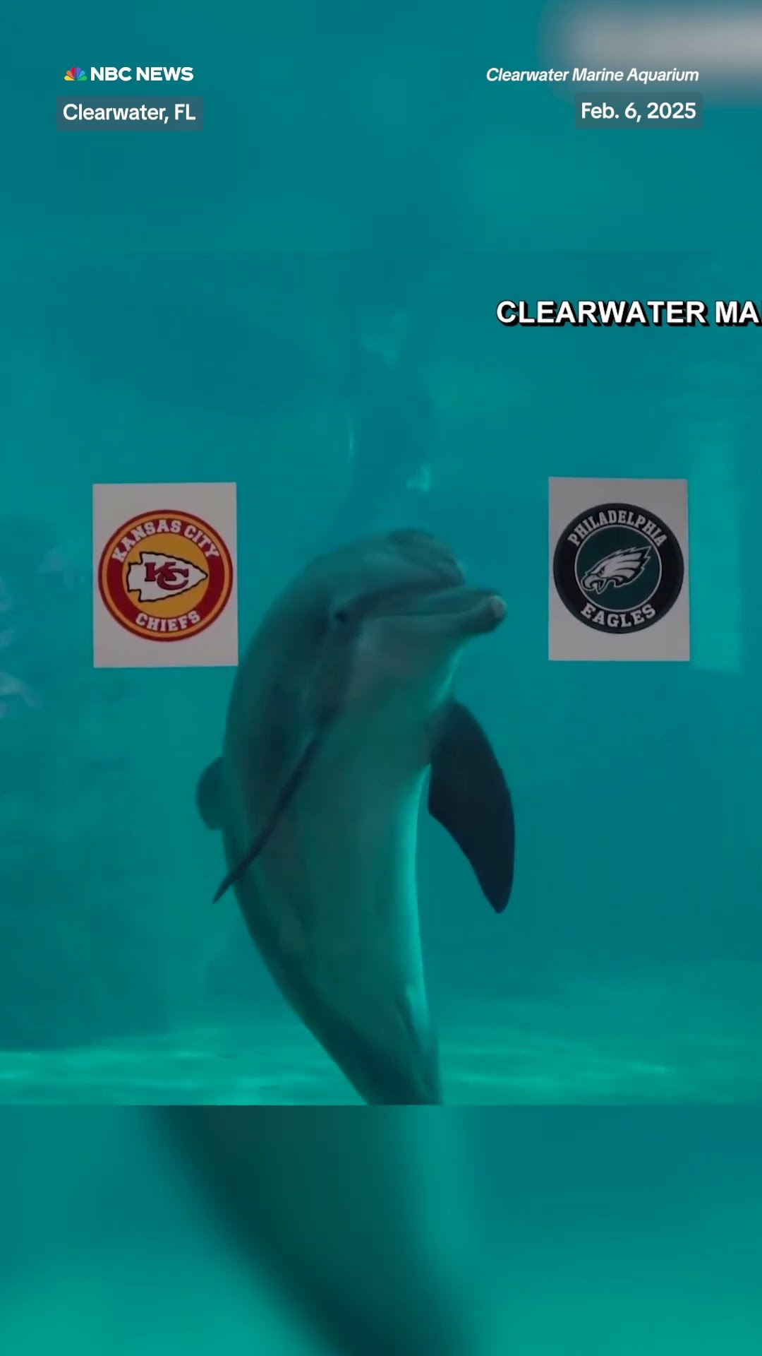 Dolphin predicts which team will win the Super Bowl