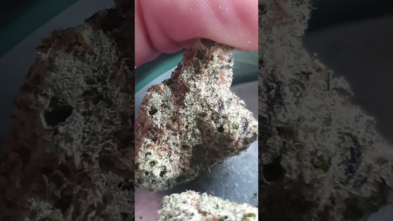 Cannabis Flos All Nations GM 104 Mac Doughnut 