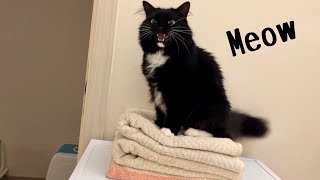 Meow! Joyful Cat Enjoys Freshly Washed Towel  洗い立てのふわふわタオルの上にのって喜ぶ猫