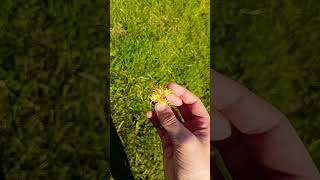 dandelion VII #funny #memes #dailyshorts #dandelions