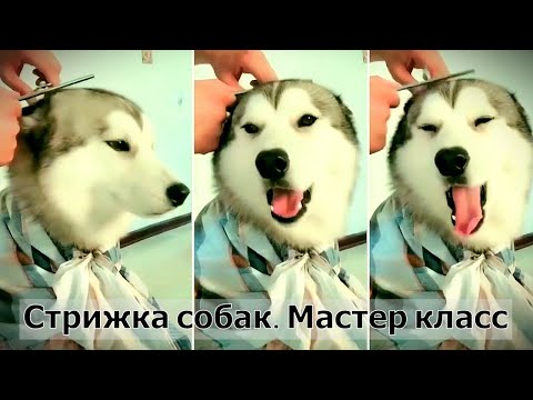 Кошечки собачки. Смешная собака пришла подстричься в салон