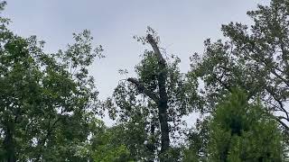 Whacked Trees VS Proper Crown Reduction