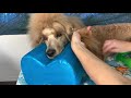 Poodle Grooming | Banding Hair | JaKobi.and.me