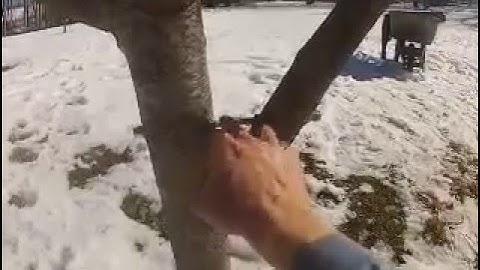 Repairing A Broken Fruit Tree Branch