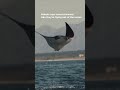 Mobula Rays Flying Straight at You?! 🌊 | Rare Ocean Moment | 4K ULTRA HD